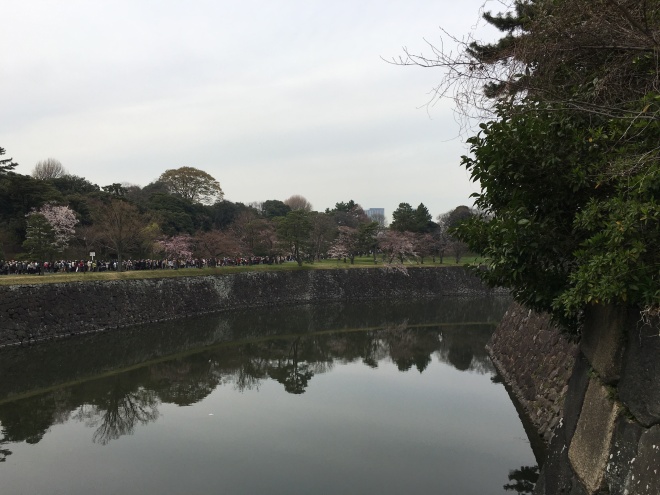 皇居桜2016